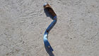 7754 Hurst Factory Mopar Pistol Grip Shifter Charger Roadrunner Gtx