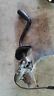 239.gm8d04 Avalnch15 Gm Chevy Suburban Silverado Tahoe Steering Column Gear Shift Shifter
