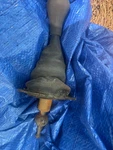 Mgb Lever Shifter 1977-80. Fixed Price $39.99.