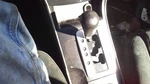 Shifter Mazda 6 2008 Transmission 30859227. Fixed Price $104.55.