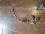 1968-70 Mopar Body Hurst 4 Speed Shifter Manual Floor Transmission. Fixed Price $300.00.