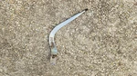 Factory Hurst Shifter Handle Stick 1973 Oldsmobile Cutlass 442 F85 Muncie 4SPEED. Fixed Price $375.00.